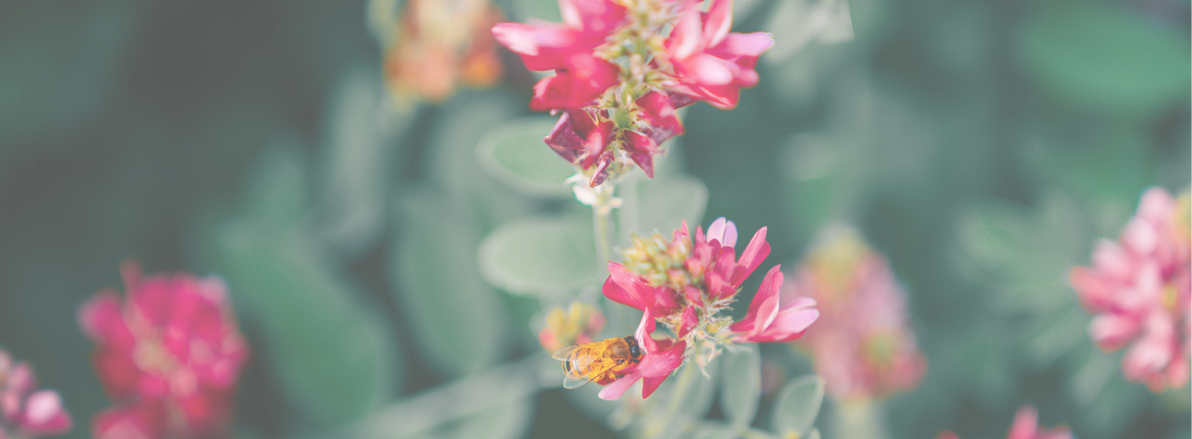 Ecotone becomes the world’s highest scoring global food business in B Corp re-certification